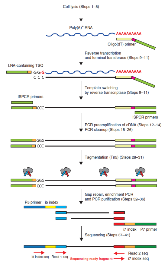 yd7610云顶生物单细胞 RNA 测序服务 SMART-seq2 技术原理